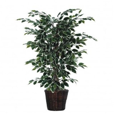 Variegated Ficus Bush