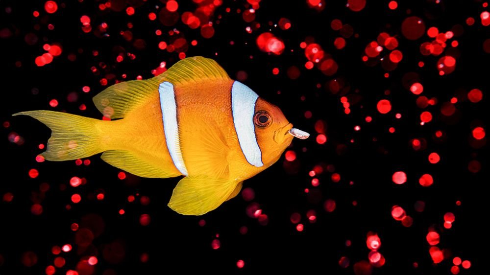  Red Sea Clownfish by Ben Oakes eCard