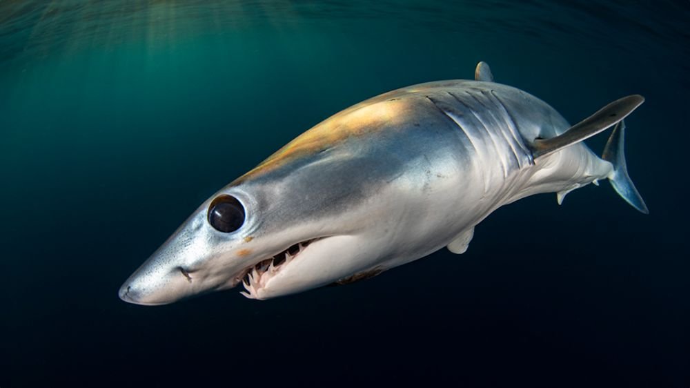 Baja Mako by Joshua Schellenberg eCard