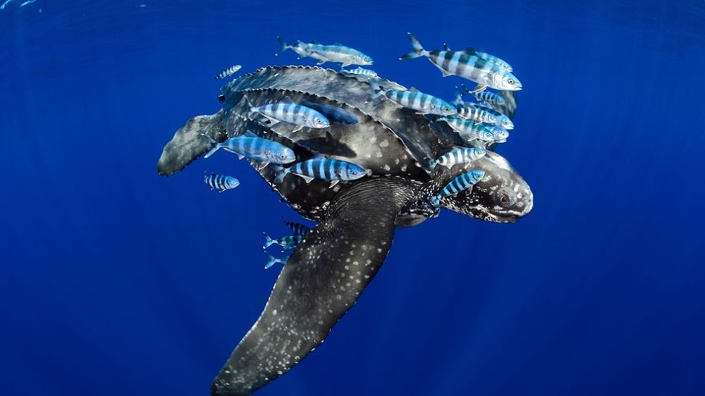 Leatherback Turtle & Friends by Eduardo Acevedo eCard