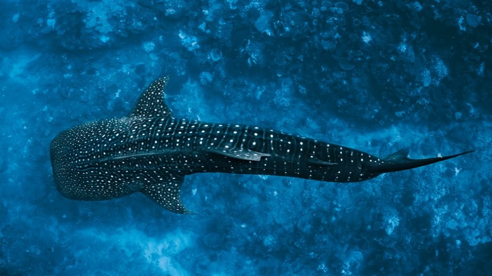 การพบฉลามวาฬ – eCard โดย Daniel Nicholson