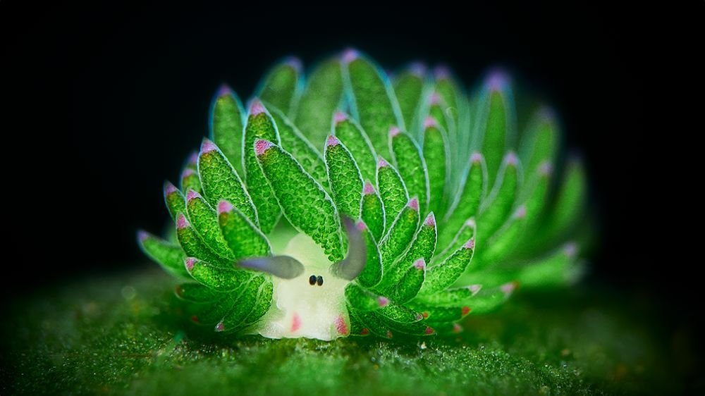 粉紅臉頰的Costasiella – Alex Permiakov 的 eCard