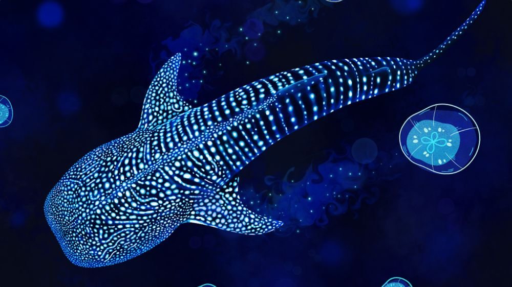 Carte Physique « Requin-baleine » par Francesca Page