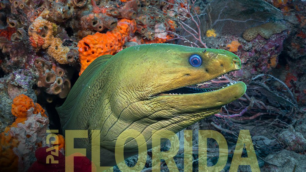 Jennifer Penner 創作的佛羅裡達潛水電子賀卡