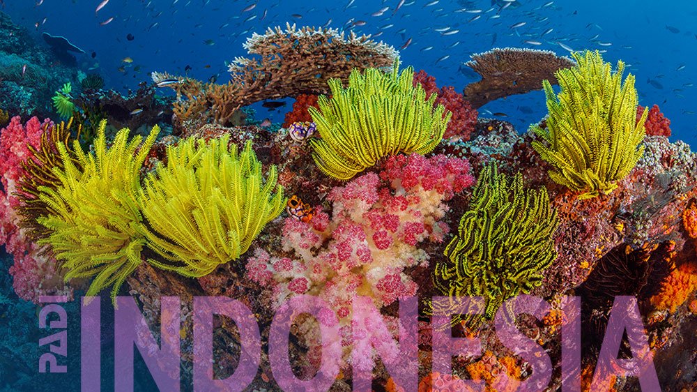 由布蘭登·科爾 (Brandon Cole) 創作的《印尼潛水》電子賀卡