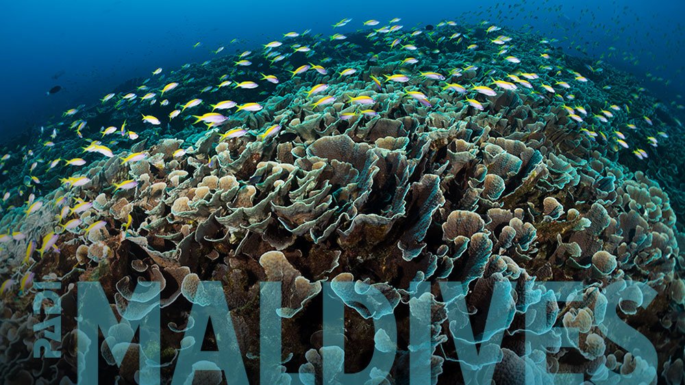 由費利佩·巴里奧 (Felipe Barrio) 創作的馬爾地夫潛水電子賀卡