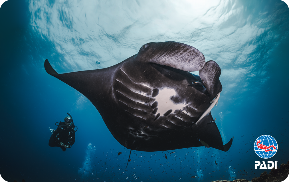 Manta Enchantment by Jay Clue eCard