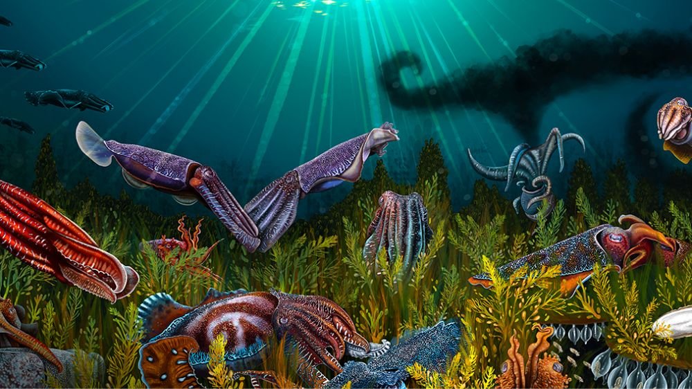 弗朗西絲卡·佩奇的烏賊遷徙 eCard