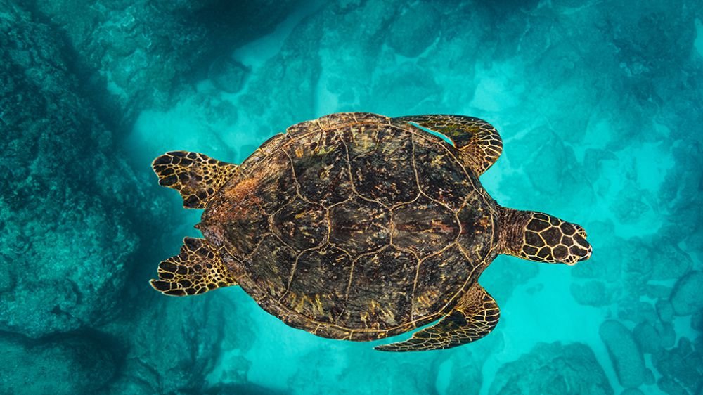 PADI AWARE Sea Turtle Legend by Stan Moniz eCard