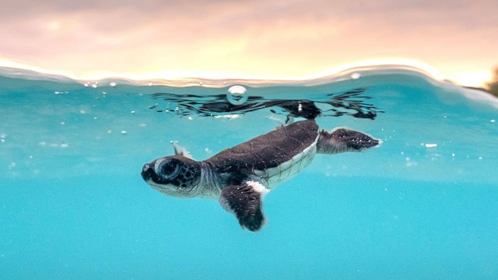 eCard met zonsondergang met zeeschildpadden door Aleksandr Jeldosev