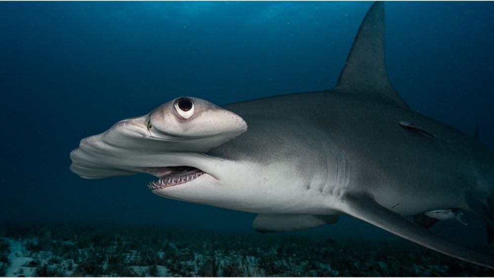 Carte Physique « Observation du Requin Marteau » par Callum Rogers