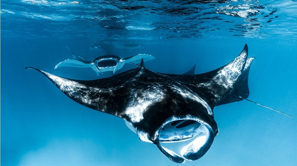 PADI AWARE กระเบนราหูเคลื่อนไหวโดยเรย์นา โอนาน eCard