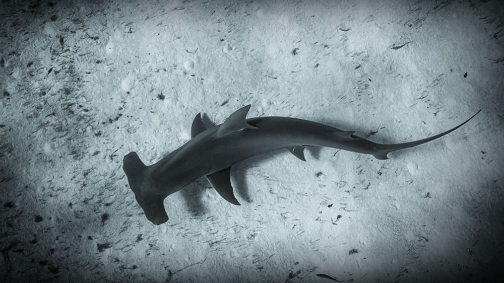 Carte Physique AWARE Great Hammerhead avec Don