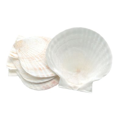 Natural Baking Sea Shells, 5-Inch, Set of 4
