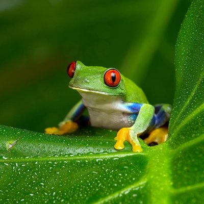 New Frogs