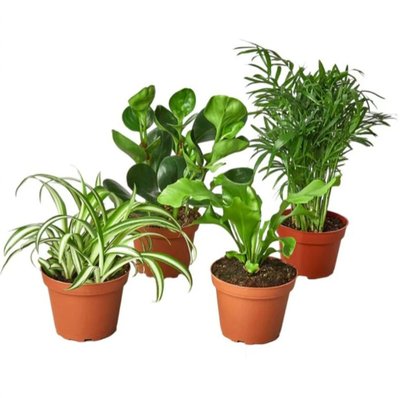 Pet Friendly Plant Bundle
