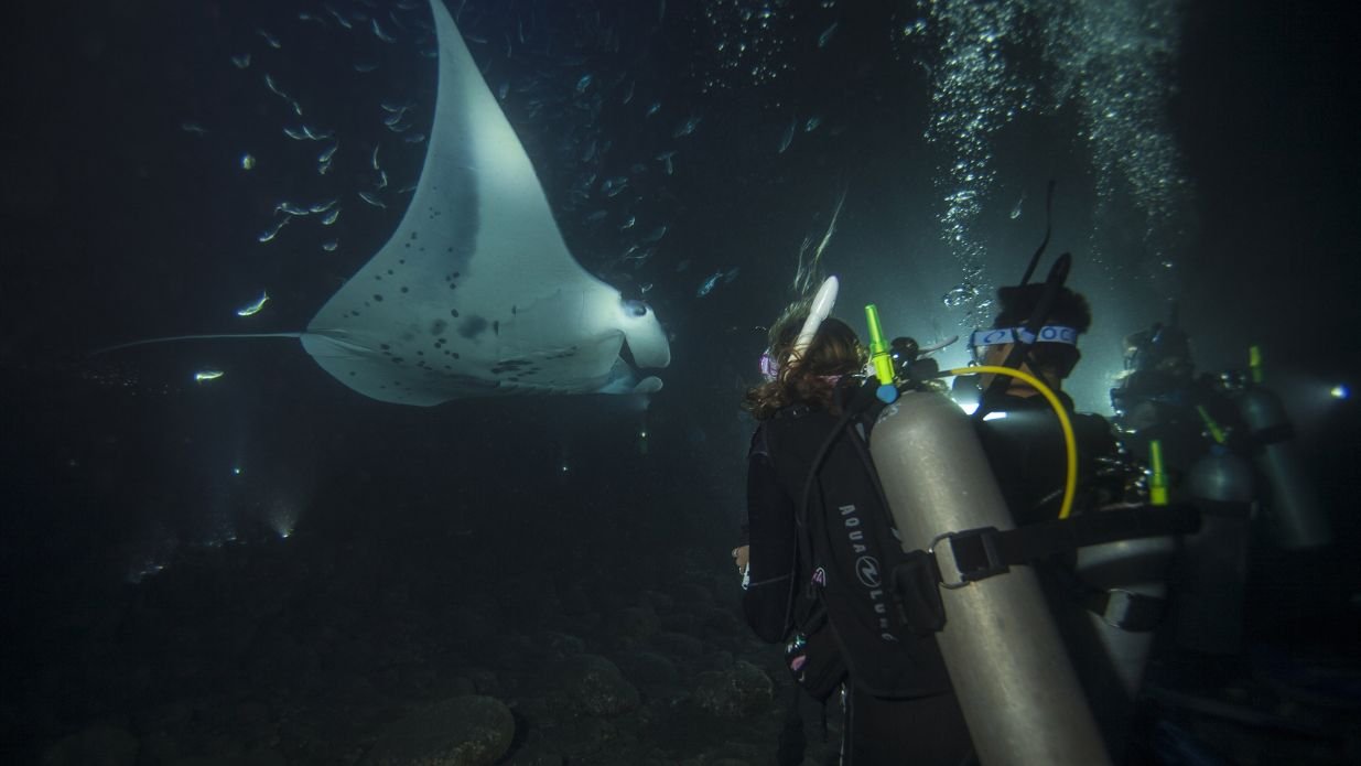 Scuba divers observe a large manta ray gliding through the dark ocean during a night dive