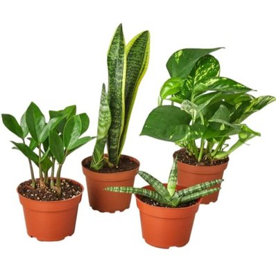 Plant Gift Bundle