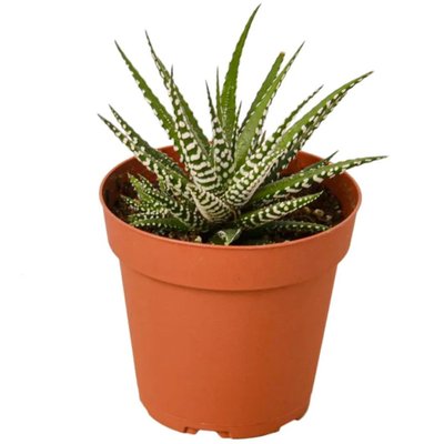 The Harper Succulent