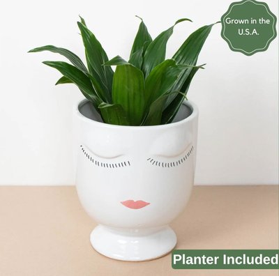 The Face Planter