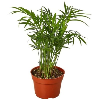 Parlor Palm
